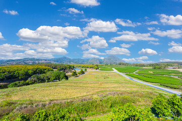 Fototapeta na wymiar Amazing landscape view of tea plantation. Nature background.