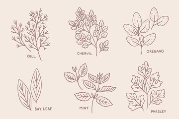 Culinary herbs - dill, chervil, oregano, bay leaf, mint, parsley