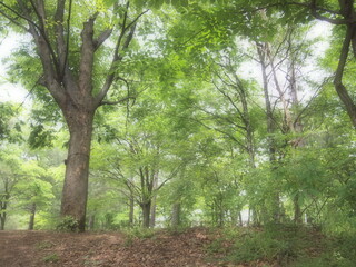 Obraz premium 幻想的な公園の林