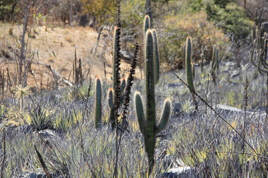 cactus