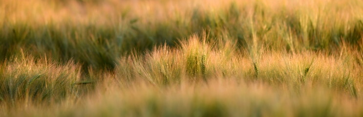 champ de blé en juin