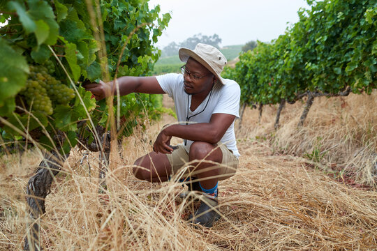 Viticulturist checking on vines in vineyards