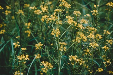 Obraz na płótnie Canvas Flowers yellow nature color 