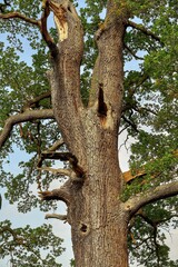 Fototapeta na wymiar old oak tree