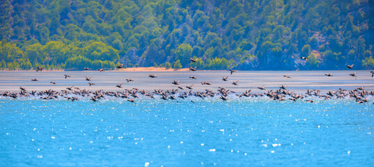 Fototapeta na wymiar Many wild black ducks flying from the lake with a splashing water - Kovada Lake National Park, Isparta