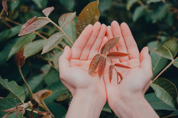 Hands flower nature garden green