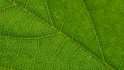 Vein details of a green leaf.