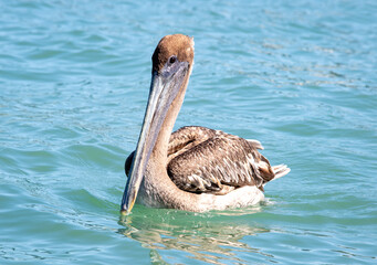 pelican in the water - 439592252