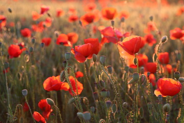 Red poppy field at sunset in spring