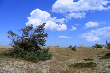 Obraz premium Büsche im Wind im Nationalpark