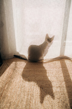 Cat hiding behind a curtain 