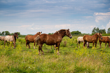 Obraz na płótnie Canvas horses heavyweights walking in nature