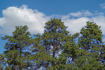 Blue sky with white clouds over the tops of the pines