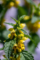 Lamium galeobdolon flower growing in forest	