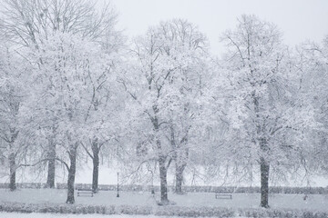 Snow covered trees. Winter landscape, snowy blizzard.