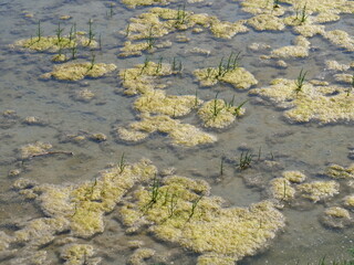 A close-up on the water of some salt marshes. France, june 2021.