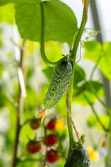 young Cucumber in the garden