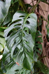 Close up of a large green leaf of Monstera Esqueleto