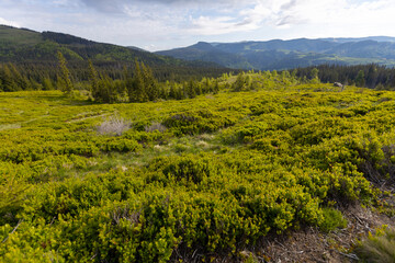 Summer mountain trail for hiking in in the highest ukrainian ridge Marmarosy near Romania
