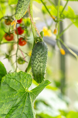 young Cucumber in the garden