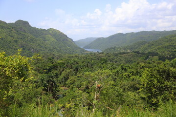 The nature of Cuba. Panoramic view of the jungle