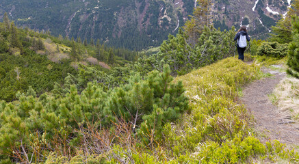 Woman hiker hiking in the mountains in summer to the highest ukrainian ridge Marmarosy near Romania.