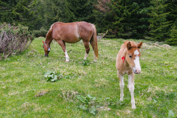 Naklejka na ściany i meble Horses grazing on a valley in the mountains in summer