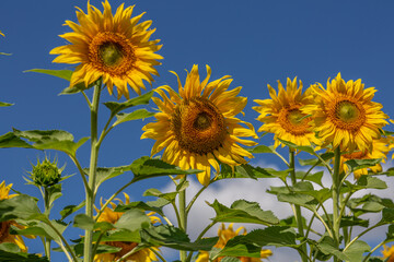 Sunflowers close up in field with the blue sky
