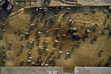 Aerial view at cow farm in countryside