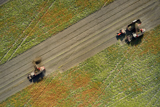 Harvesting by combines on field of beet root