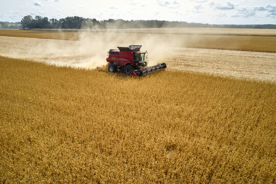 Harvesting by combine on gold field of ripe cereals