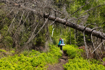 Woman hiker hiking in the mountains in summer to the highest ukrainian ridge Marmarosy near Romania.