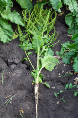 inflorescence of sugar beet close up in the field 