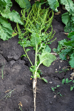 Inflorescence Of Sugar Beet Close Up In The Field 