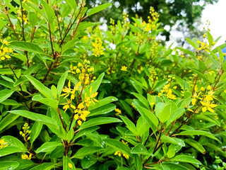 Yellow flowers in shady gardens (Thryallis glauca or Galphimia gracilis).