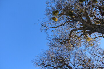 tree and sky