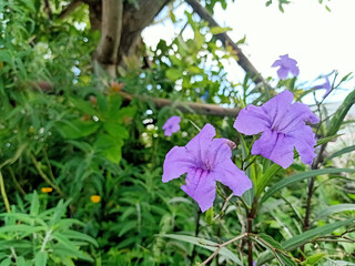 Purple flowers ruellia tuberosa surrounded by green leaves in the natural garden