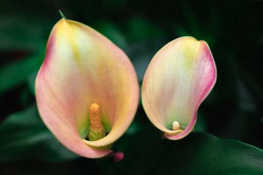 Two orange and pink calla flowers in bloom on the plant