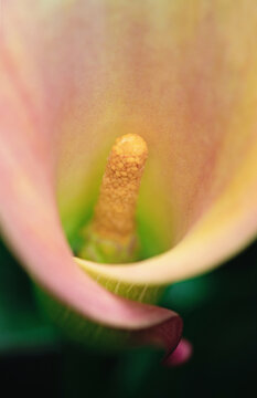 Calla spadix and spathe macro