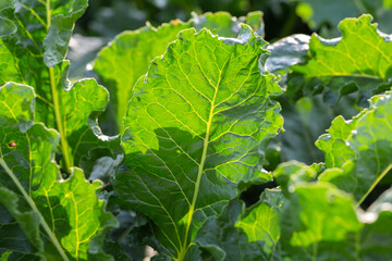 close-up green leaves of sugar beet in field