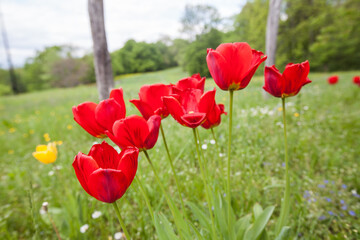 Beautiful red tulips in garden, spring day.