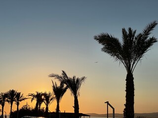 Obraz premium trees at sunset