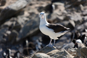 Falkland Islands. Albatross on the ground close up on a sunny winter day