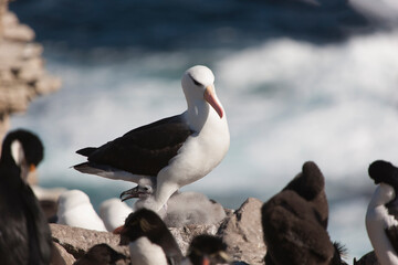 Falkland Islands. Albatross on the ground close up on a sunny winter day