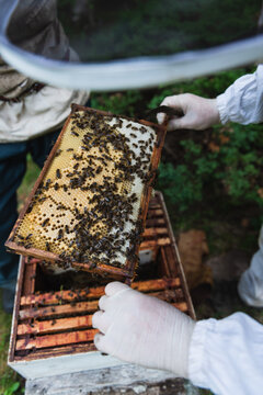 Beekeeper collecting honey from the beehive