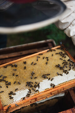 Beekeeper collecting honey from the beehive