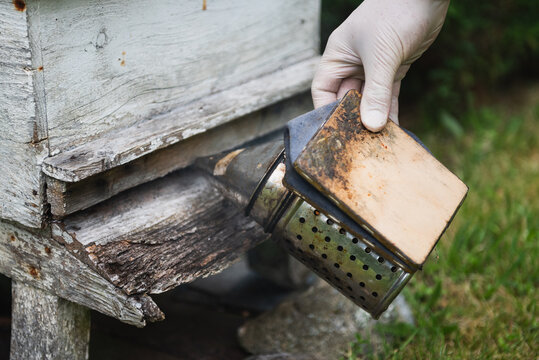 Beekeeper working on the beehive with the smoker to calm bees