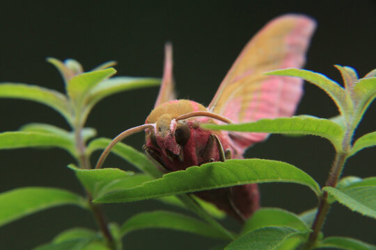 papillon sphinx de la vigne sur une tige de verveine citronnelle