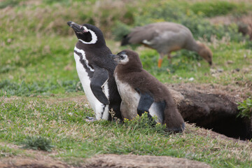 Falkland Islands. Penguin Gentoo close up on a cloudy winter day