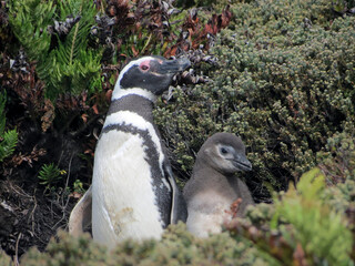 Falkland Islands. Penguin Gentoo close up on a cloudy winter day